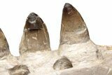 Partial Mosasaur Jaw with Five Teeth - Morocco #220277-7
